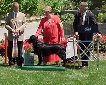 BestofBreed1.jpg (45711 bytes)